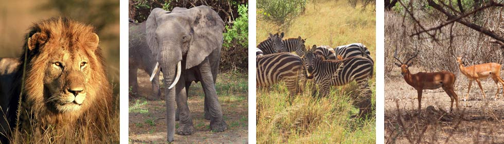 see Lion, Elephand, Zebra and other wild animals on a Wildlife safari