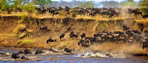 See the Wildebeest migration with Safariland Adventures