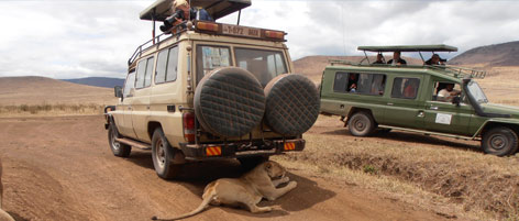 Wildlife Safaris with Safariland Adventures